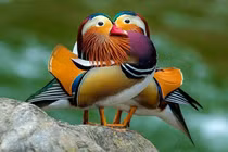 Choáng ngợp vẻ kỳ ảo của loài vịt đẹp nhất thế giới