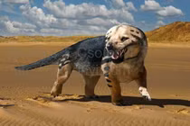 Cận cảnh sinh vật 'nửa chó nửa thằn lằn' từng thống trị Trái đất 