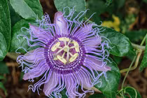 Điều lý thú ít người biết về cây lạc tiên 