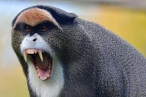 Cận cảnh loài khỉ có bộ mặt kỳ lạ, bí hiểm nhất châu Phi 