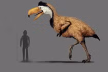 Chim săn mồi khổng lồ từng thống trị Nam Mỹ, mỏ dài tới 70 cm