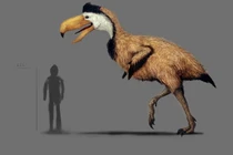 Chim săn mồi khổng lồ từng thống trị Nam Mỹ, mỏ dài tới 70 cm