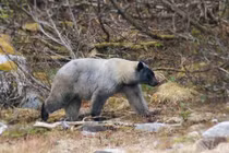 Sự thật thú vị về loài gấu có dân số 'khủng' nhất Bắc Mỹ
