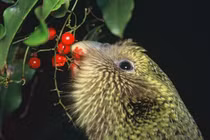 Cận cảnh loài vẹt lớn nhất thế giới có mùi mật ong kỳ lạ