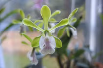 Hoa lan quyến rũ nhất thế giới, người Việt ráo riết săn lùng