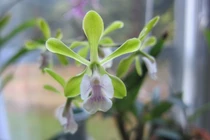 Hoa lan quyến rũ nhất thế giới, người Việt ráo riết săn lùng