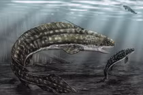 Cận cảnh loài cá mập nước ngọt dị dạng, nhìn như con cá chạch 