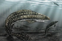 Cận cảnh loài cá mập nước ngọt dị dạng, nhìn như con cá chạch 