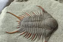  Sinh vật huyền thoại từng thống trị các đại dương 500 triệu năm trước 