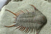  Sinh vật huyền thoại từng thống trị các đại dương 500 triệu năm trước 