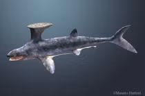 Loài cá mập kỳ lạ có vây lưng y hệt bàn chải 