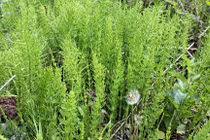 Thực vật sống sót từ kỷ nguyên khủng long vẫn mọc đầy ven đường 