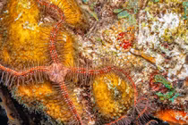 Sinh vật kỳ dị uốn éo dưới biển sâu, tự 'cắt tay' để sống sót 