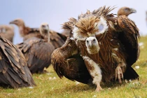 Top 5 kiểu an táng người chết kỳ lạ nhất thế giới