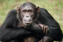 Kinh ngạc trí thông minh của loài vật họ hàng gần nhất với người