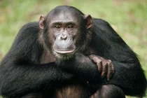 Kinh ngạc trí thông minh của loài vật họ hàng gần nhất với người