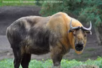 Kỳ lạ loài vật mình dê, đầu bò leo núi thành thần