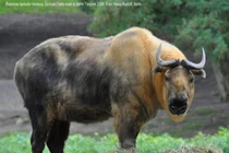 Kỳ lạ loài vật mình dê, đầu bò leo núi thành thần