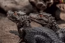 Mùi hương kỳ lạ tỏa ra từ loài cá sấu nhỏ nhất thế giới 