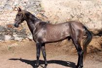 Ngựa ngủ đứng hàng giờ không mệt, lý do khiến loài người choáng