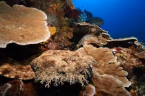 Tận mục loài cá mập dị nhất thế giới, tài ngụy trang siêu đẳng