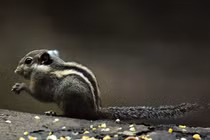 Top sự thật thú vị về loài sóc chuột lửa của Việt Nam 