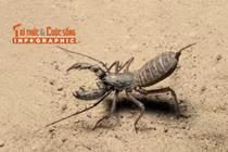 [INFOGRAPHIC]: Điều kỳ thú của loài bọ cạp roi Việt Nam
