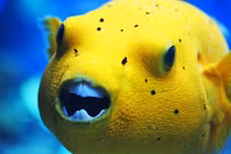 Sự thật khó tin về loài cá nóc không phải ai cũng biết