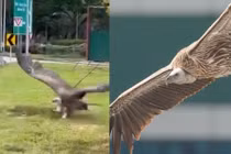 Kền kền hiếm gặp bất ngờ xuất hiện trên đường cao tốc ở Singapore