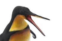 Loài chim cánh cụt khủng khiếp nhất Trái Đất, có mỏ đầy uy lực 