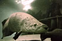 Sự thật bất ngờ về sinh vật khổng lồ được mệnh danh 'thủy quái Amazon'