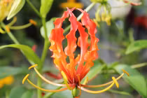 Cây ngót nghẻo chứa độc chết người, hoa cực đẹp... có đầy ở Việt Nam 