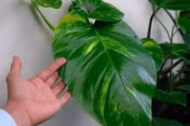 6 loại cây cảnh đẹp nhưng âm khí mạnh, dễ hao tài tán lộc