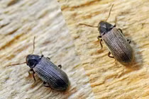 Sức công phá kinh hoàng của loài côn trùng tí hon có khắp toàn cầu 