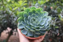 Những cây phong thủy hợp với người tuổi Tỵ