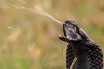 Kinh khiếp loài rắn kịch độc, phun nọc xa 3 mét 