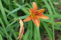 Loài hoa lạ vừa là "độc dược", vừa là "thần dược" đại bổ