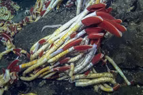 Phát hiện chấn động loài giun dài 2 mét, sống dưới đại dương tăm tối