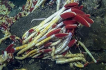 Phát hiện chấn động loài giun dài 2 mét, sống dưới đại dương tăm tối