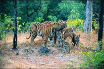 Vùng đất kỳ diệu - thiên đường của động vật quý hiếm