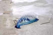 Sinh vật đẹp mê hoặc khiến nhiều người tắm biển khốn khổ 