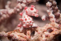 Sự thật thú vị loài cá ngụy trang hoàn hảo số 1 đại dương