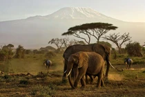 Cảnh quan kỳ vĩ khó tin ở vùng đất của đàn voi lớn nhất thế giới 