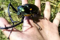 Tận thấy loài “cua biết bay” có 1-0-2 Việt Nam 