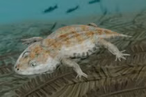 Tận thấy quái vật mang đặc điểm của cả ếch và kỳ nhông 