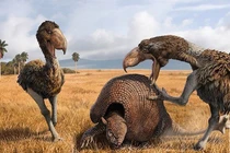 Cái mỏ đáng sợ của chim săn mồi khủng nhất thời tiền sử