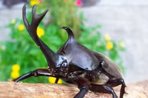 Tận mục loài côn trùng “võ sĩ giác đấu” của Việt Nam 