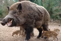 Sự thật kỳ lạ ít ai biết về loài lợn rừng Việt Nam