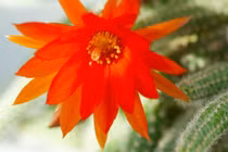 Soi loài xương rồng đẹp nhất thế giới, nhiều người lùng làm cảnh 