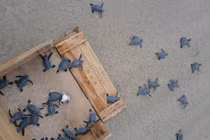 Độc lạ rùa biển bạch tạng được ấp nở ở Côn Đảo 